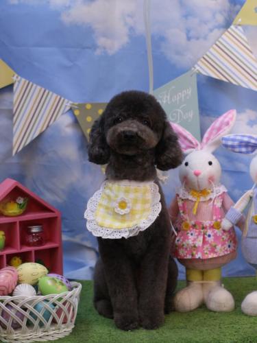 20240320chipieちゃん